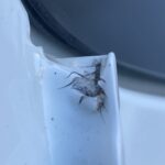 【これはあかんヤツ】新車なのにルーフドリップの塗装が割れてんじゃん！